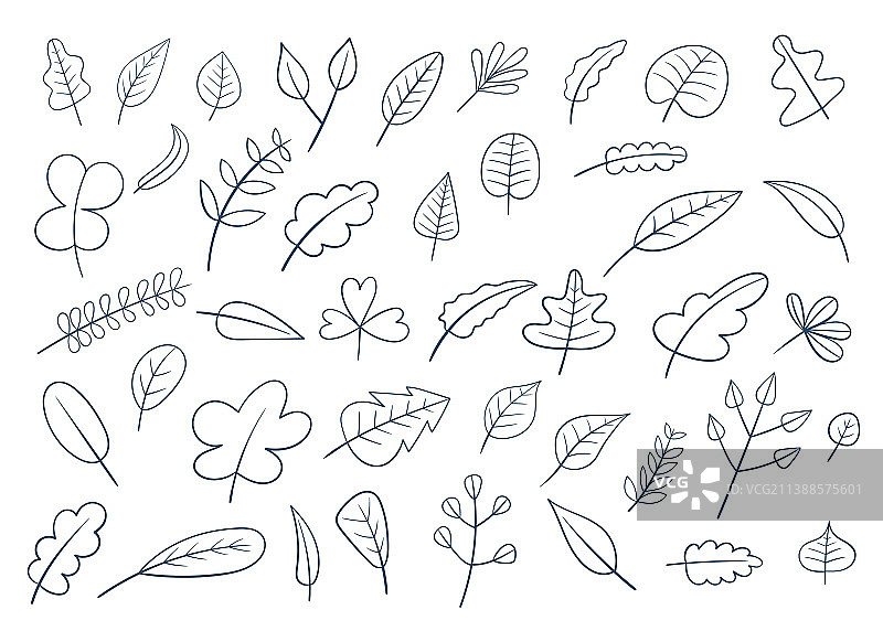 秋叶设计孤立在白色背景图片素材