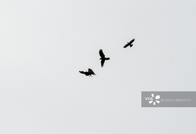 一只欧亚秃鹰，Buteo Buteo，在英国湖区安布尔赛德被腐肉乌鸦围攻。图片素材