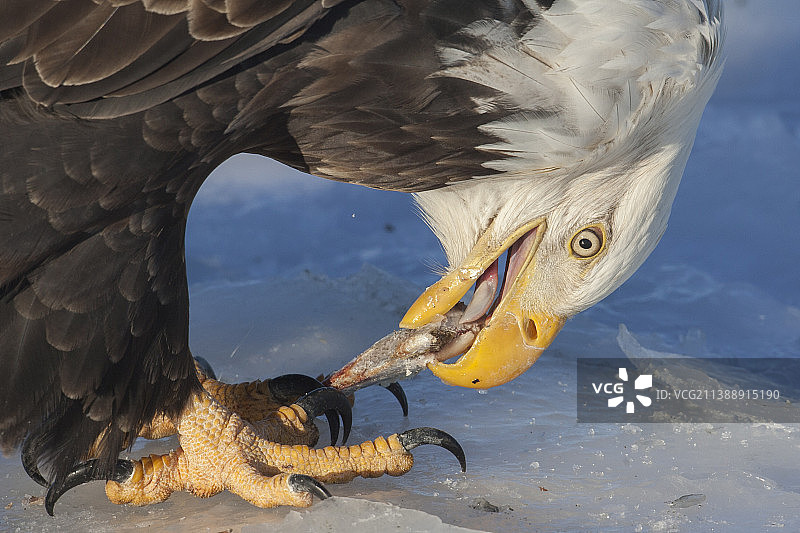 白头鹰吃鱼的特写图片素材