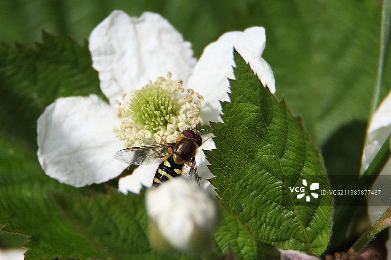 蜜蜂在花上的特写，波特兰，俄勒冈，美国，美国图片素材