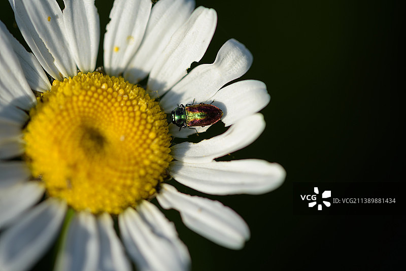 昆虫在花上的特写，特兰西瓦尼亚，罗马尼亚图片素材