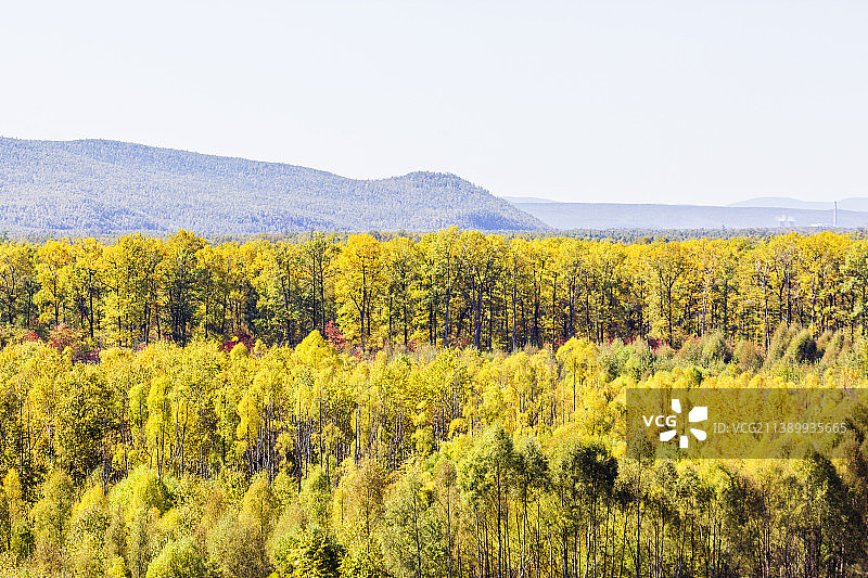 大兴安岭森林秋天秋色风景壁纸图片素材