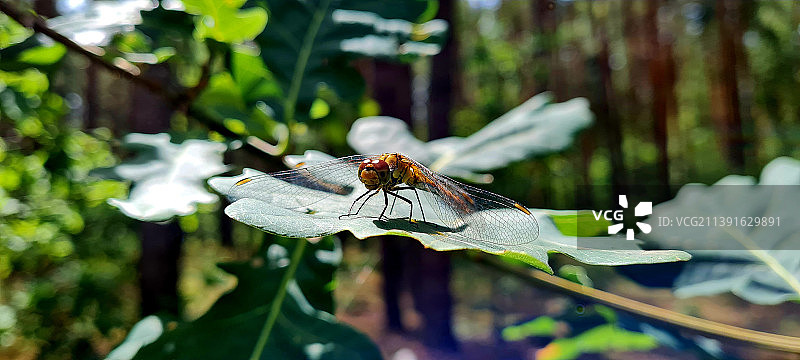 蜻蜓在植物上的特写图片素材