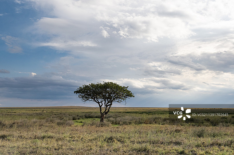 坦桑尼亚，田野上的树木映衬着天空图片素材