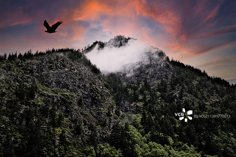 在加拿大不列颠哥伦比亚省日落时，一只鸟飞过一座山图片素材