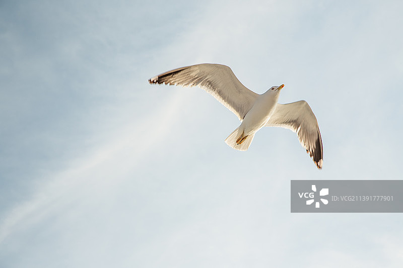 海鸥在天空中低角飞行图片素材
