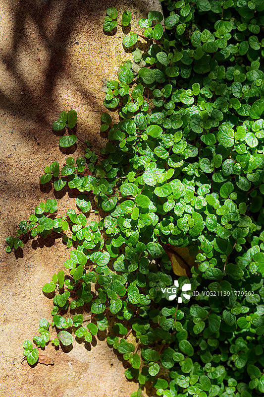 热带生长的绿色植物自然纹理图案图片素材