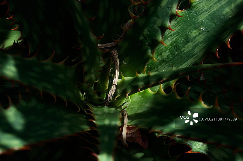 热带生长的绿色多肉叶自然纹理图案图片素材