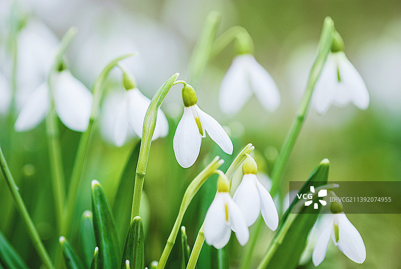 春天的花朵背景，白色的雪莲花特写和绿色的草地图片素材