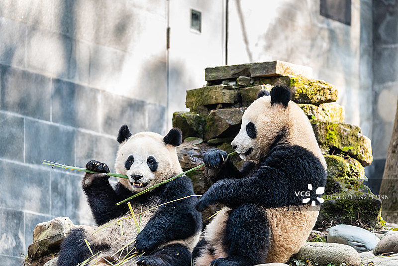 中国四川雅安碧峰峡的大熊猫图片素材