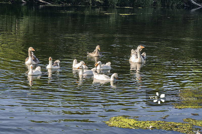 鸭子在湖里游泳的高角度视角图片素材
