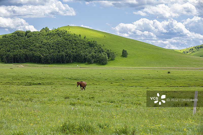 内蒙古克什克腾旗乌兰布统草原美丽的夏天图片素材