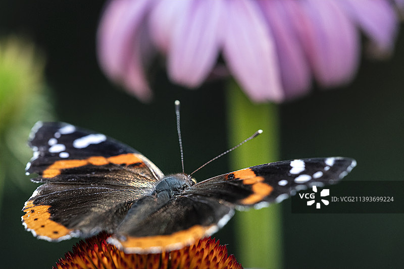 蝴蝶在花上授粉的特写，明尼阿波利斯，明尼苏达州，美国图片素材