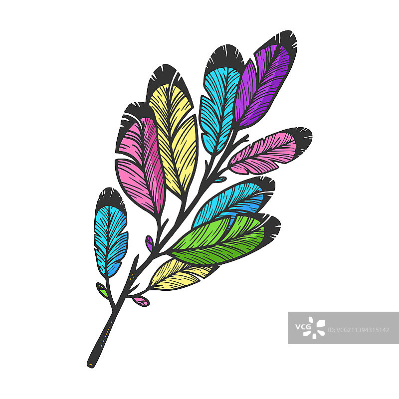羽毛树叶树枝颜色素描图片素材