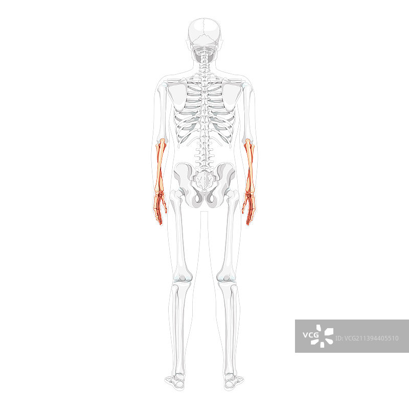 前臂骨骼人类尺骨桡骨手背图片素材