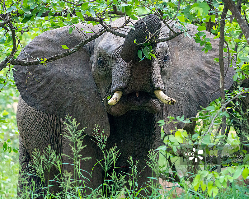 南非克鲁格国家公园，非洲大象站在田野上的侧面视图图片素材
