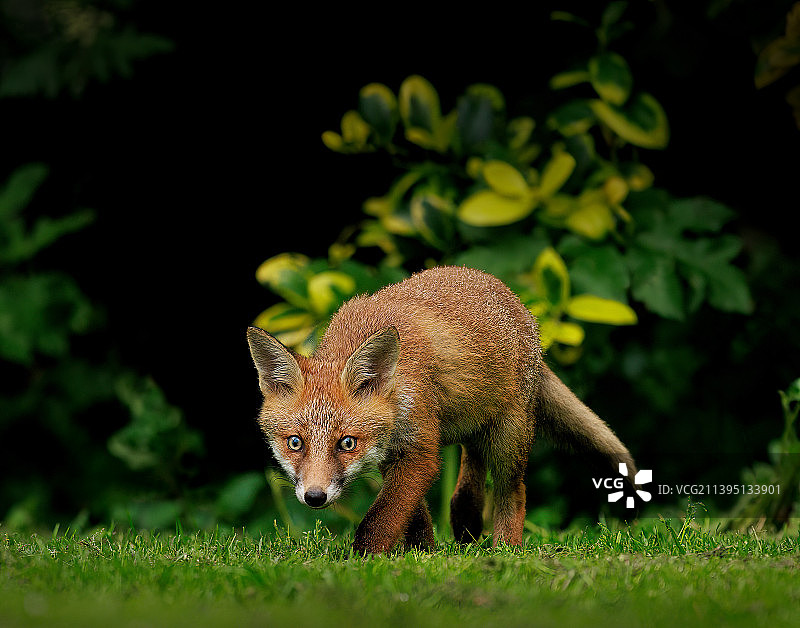 红色狐狸站在草地上的特写图片素材