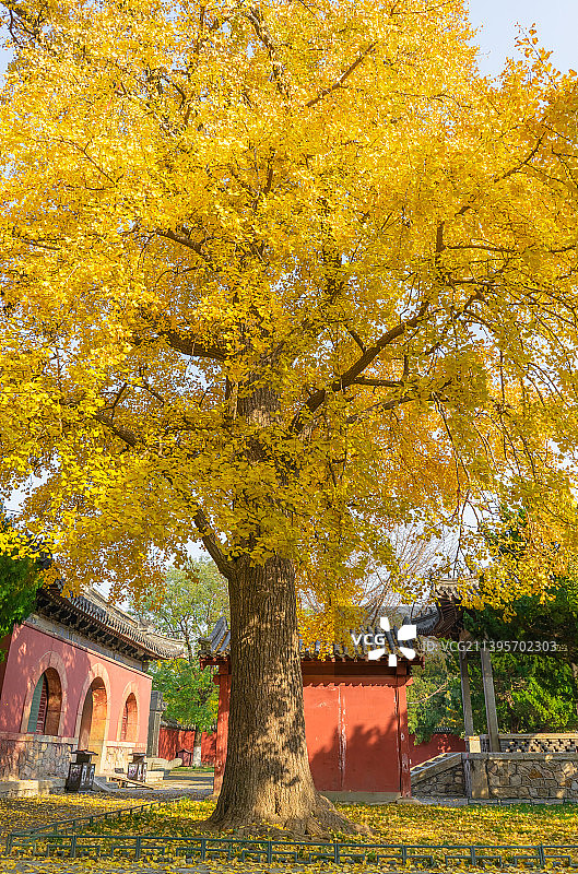 中国山东省泰安市泰山区枯黄银杏树，户外白昼无人图像摄影图片素材