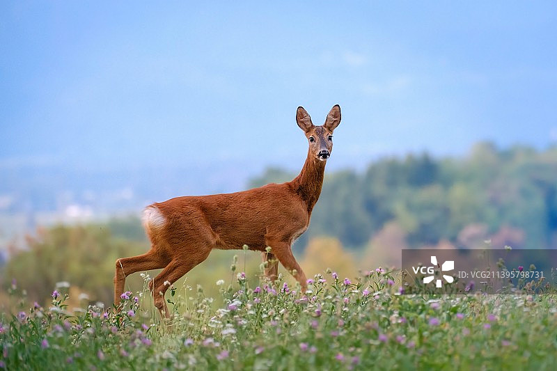斯洛文尼亚，站在田野上的狍的侧面视图图片素材