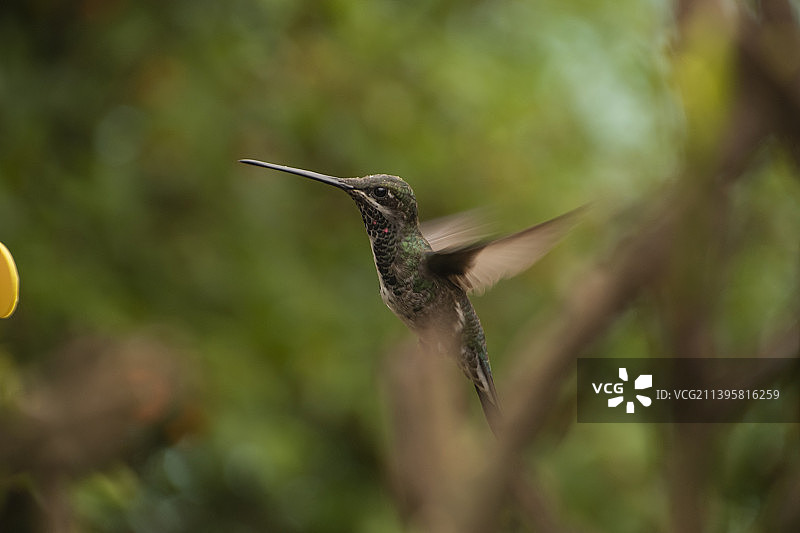 近距离蜂鸟飞越树，蒙特阿雷格里多，巴西图片素材