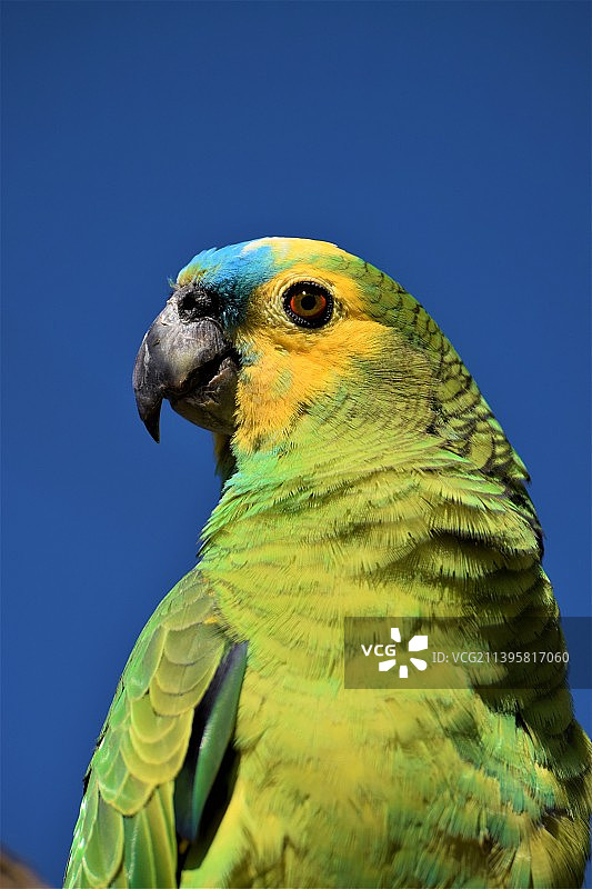 法国蔚蓝天空下的鹦鹉特写图片素材