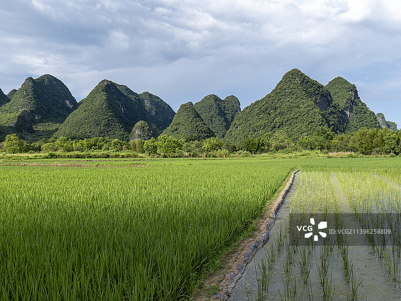 中国广西桂林阳朔白天的稻田风景和喀斯特山脉景观图片素材