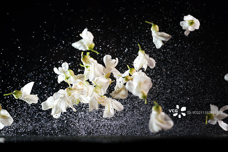 槐花和水在黑色背景上跳起来高速棚拍广告素材图片素材