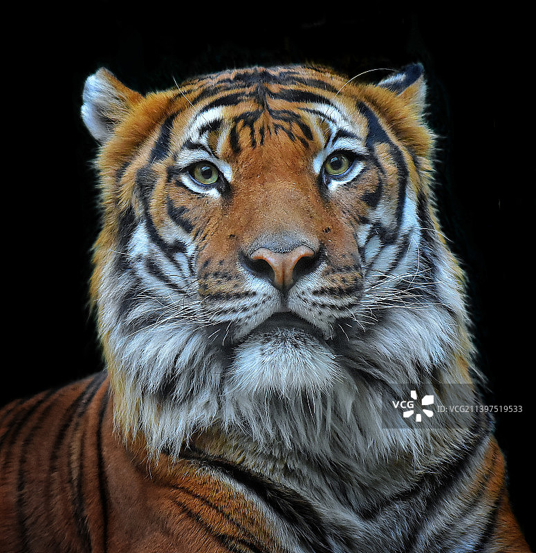 特写肖像的老虎对黑色背景图片素材