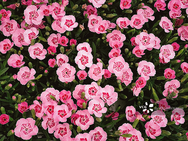赫特福德郡花园中心的美丽花朵，种植图片素材