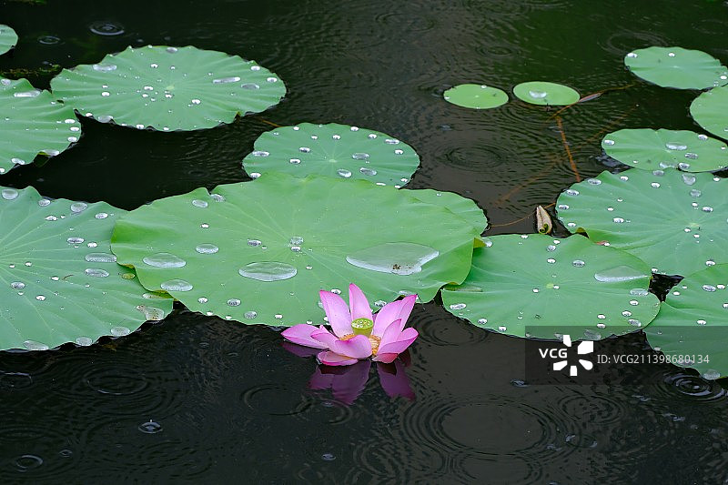 高角度的荷花睡莲在湖，中国图片素材