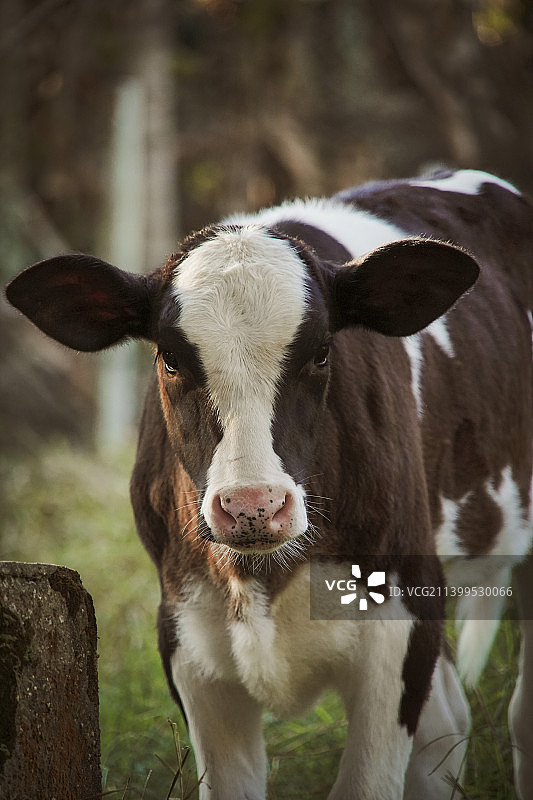 奶牛站在田野上的肖像，南蒙特阿雷格里多，巴西图片素材