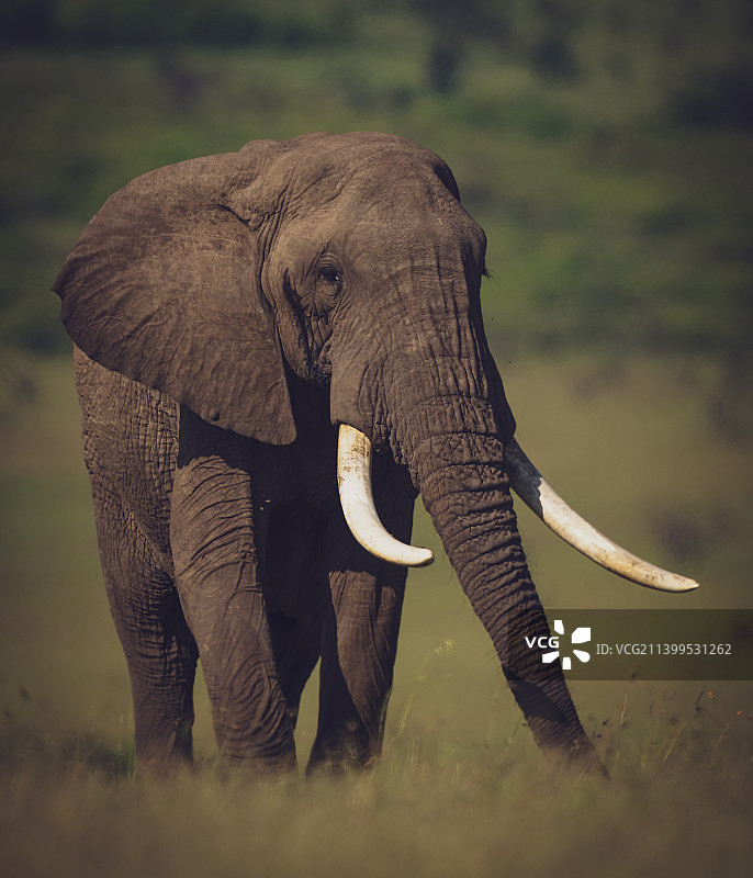 野生狩猎动物的概念，孤独的大象行走在草原上图片素材