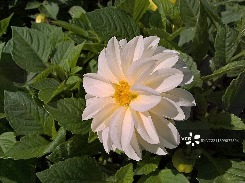 白色开花植物的特写图片素材