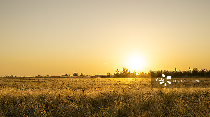 麦田的夕阳，蓝天，田野的太阳图片素材
