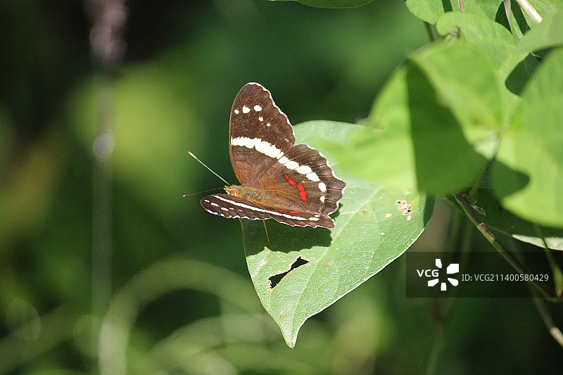 蝴蝶在树叶上的特写，哥斯达黎加图片素材