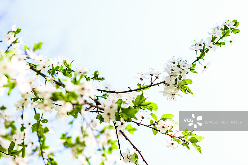 樱花在春天盛开，白色的花朵作为自然的背景图片素材