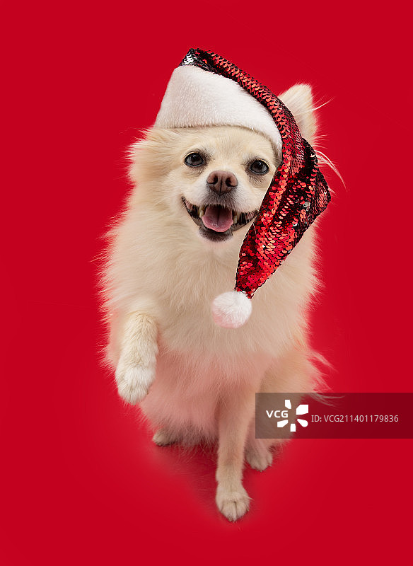 在西班牙赫罗纳，波美拉尼亚犬庆祝圣诞击掌庆祝图片素材