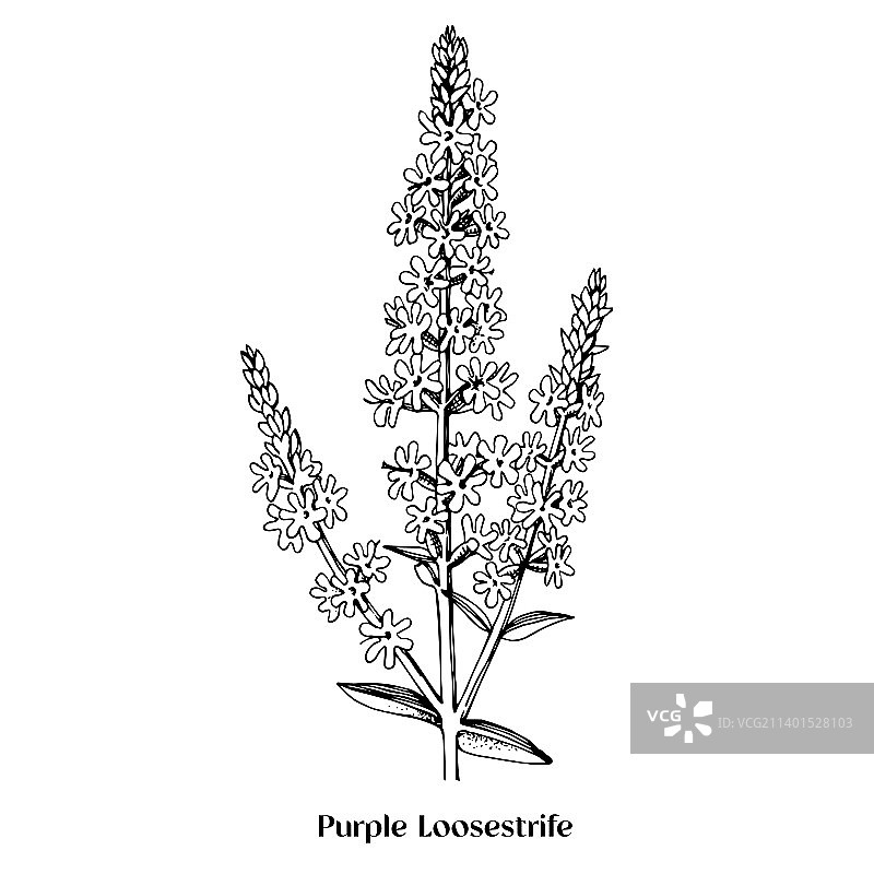 紫松香是一种野生药用植物图片素材