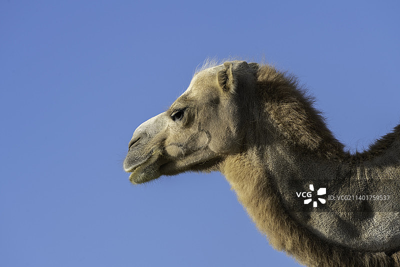 新疆克拉玛依戈壁滩上的野骆驼图片素材