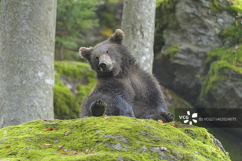 棕熊(Ursus arctos)，幼仔在秋天坐着，被俘虏图片素材