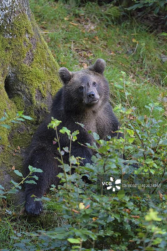 棕熊(Ursus arctos)，幼崽，圈养图片素材
