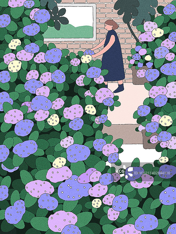 绣球花丛站在花丛中的女人图片素材
