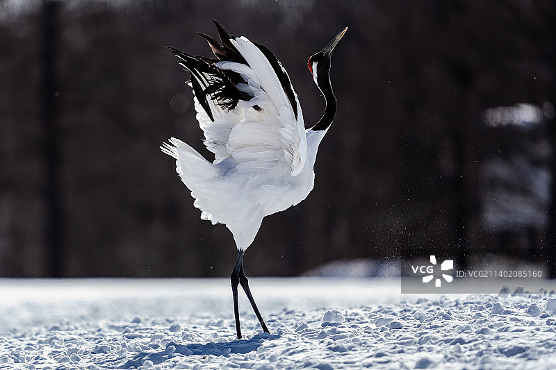 日本鹤栖在积雪覆盖的田野上的特写镜头，鹤瑞伊藤坦乔鹤保护区，日本图片素材