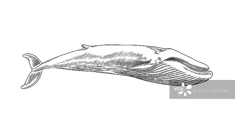 鲸鱼海洋哺乳动物复古手绘图片素材