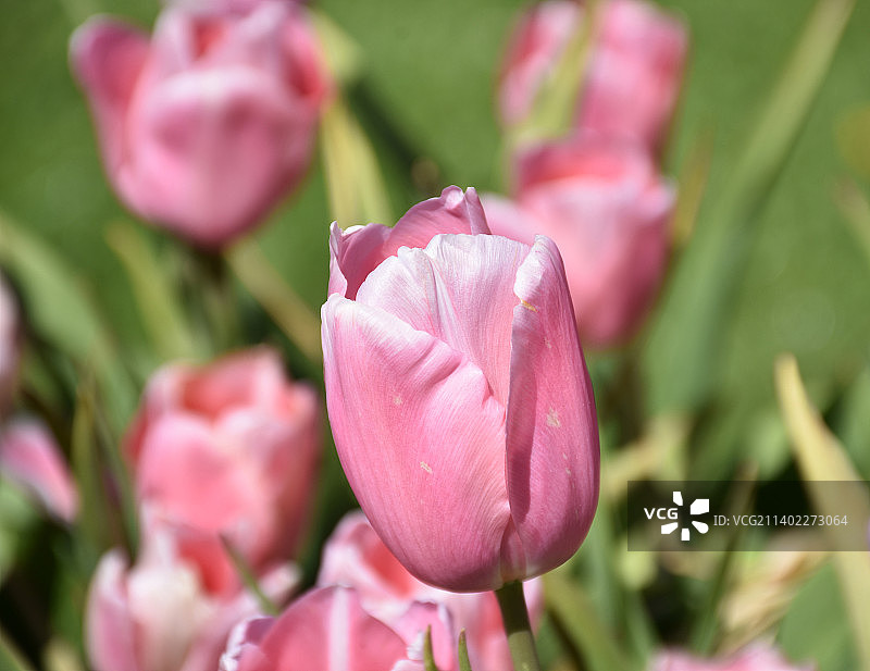完美的粉色郁金香花盛开在鲜花的花园图片素材