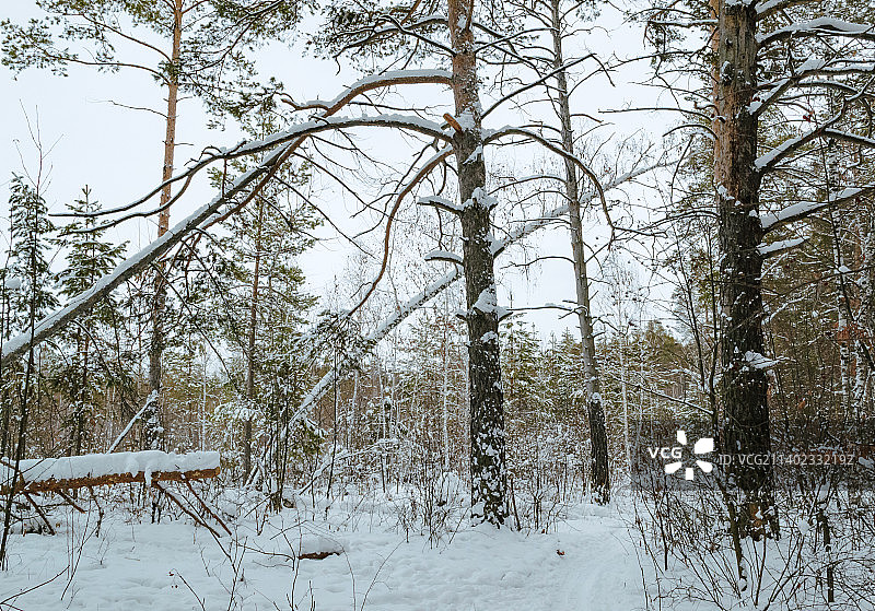 多云天空下的混合冬季森林边缘，拉脱维亚图片素材