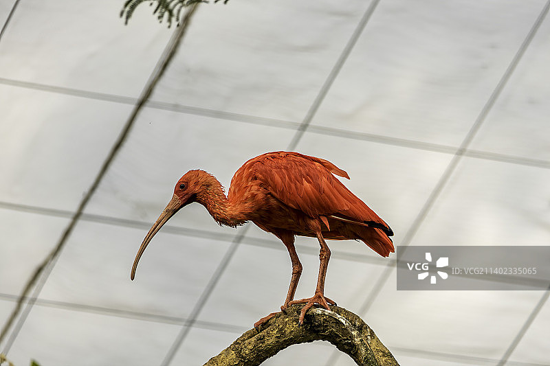 猩红朱鹭鸟尤多西鸟热带涉禽特写南非图片素材