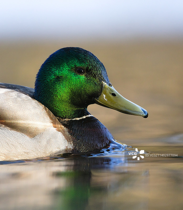 绿头鸭在湖中游泳的特写镜头图片素材