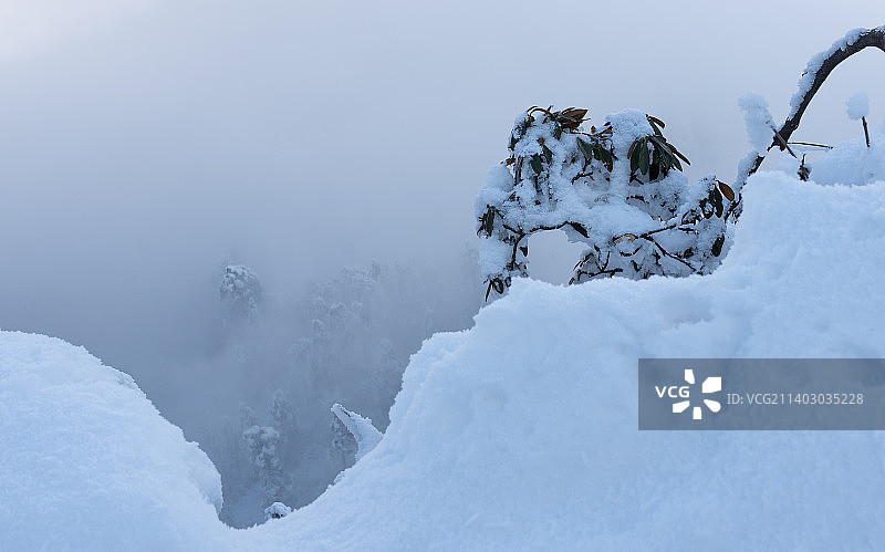 厚雪覆盖的峨眉山植物图片素材