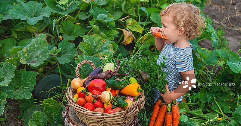 一个孩子在菜园里收获蔬菜图片素材